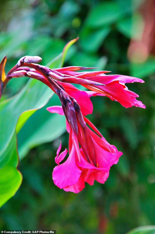 C. iridiflora (pictured) also has large green leaves that are trimmed with a thin purple line, but it has pink flowers. Another good pink is ‘Louis Cayeux’