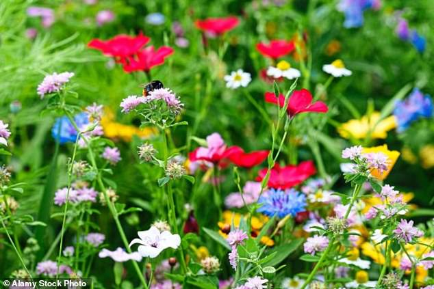 To create a wildflower meadow, cut the lawn very short now, and remove all moss. Firm your seeds in well and don’t let them dry out. Leave uncut until at least next July, then cut it very short. In autumn, cut it short again and keep doing so until the start of winter