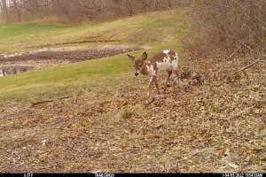 A collection of motion-triggered cameras in Brooklyn bring ecologists closer to understanding how wildlife distribution evolves on urban landscapes.
