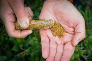 camelina oilseeds