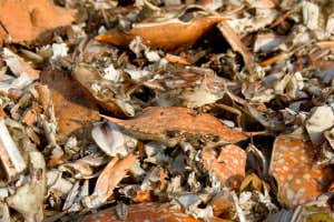 Crab shells byproduct