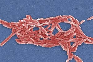 2009 Margaret Williams, PhD; Claressa Lucas, PhD;Tatiana Travis, BS Under a moderately-high magnification of 6500X, this colorized scanning electron micrograph (SEM) depicted a grouping of Gram-negative Legionella pneumophila bacteria. Please see PHIL 11092 through 11140 for additional SEMs of these organisms, specifically PHIL 11121 for a black and white version of this image. You?ll note that a number of these bacteria seem to display an elongated-rod morphology. L. pneumophila are known to most frequently exhibit this configuration when grown in broth, however, they can also elongate when plate-grown cells age, as it was in this case, especially when they?ve been refrigerated. The usual L. pneumophila morphology consists of stout, ?fat? bacilli, which is the case for the vast majority of the organisms depicted here. These bacteria originated on a 1 week-old culture plate (+/- 1 day), which had incubated a single colony, at 37?C upon a buffered charcoal yeast extract (BCYE) medium with no antibiotics.
