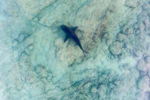 aerial view of a Bull Shark (Carcharhinus leucas). reefs of the Sea of Cortez, Pacific ocean. Cabo Pulmo, Baja California Sur, Mexico. The world's aquarium.; Shutterstock ID 623521508; purchase_order: 10 Sept 2025 issue; job: Photo; client: NS; other: